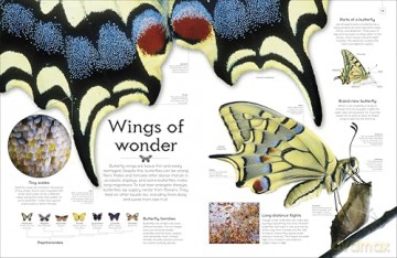 Shapes of Nature: A Big, Beautiful Book of the Natural World for Kids - Ben Hoare [KSIĄŻKA]