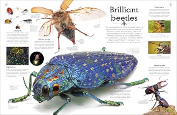 Shapes of Nature: A Big, Beautiful Book of the Natural World for Kids - Ben Hoare [KSIĄŻKA]