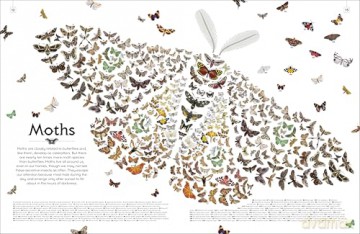 Shapes of Nature: A Big, Beautiful Book of the Natural World for Kids - Ben Hoare [KSIĄŻKA]