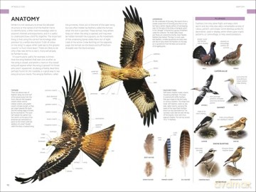 RSPB Birds of Britain and Europe: The Definitive Photographic Field Guide - Rob Hume [KSIĄŻKA]