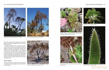 Understanding and Growing Aeoniums: From wild origins to garden success - Melanie Lewis [KSIĄŻKA]