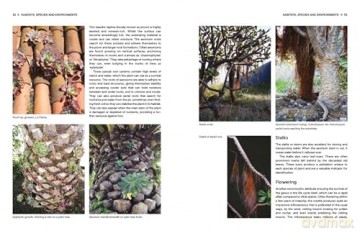Understanding and Growing Aeoniums: From wild origins to garden success - Melanie Lewis [KSIĄŻKA]