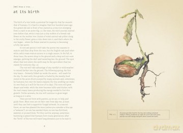 Forty Ways to Know a Tree - Joan Maloof [KSIĄŻKA]
