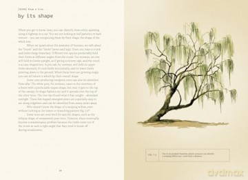Forty Ways to Know a Tree - Joan Maloof [KSIĄŻKA]