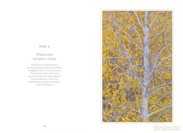 Forty Ways to Know a Tree - Joan Maloof [KSIĄŻKA]