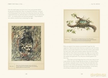 Forty Ways to Know a Tree - Joan Maloof [KSIĄŻKA]
