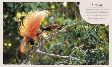 Forest: Walk Through the Fascinating World of the Wild (Earth's Incredible Habitats) - Derek Harvey [KSIĄŻKA]