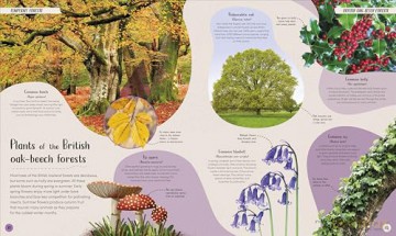 Forest: Walk Through the Fascinating World of the Wild (Earth's Incredible Habitats) - Derek Harvey [KSIĄŻKA]