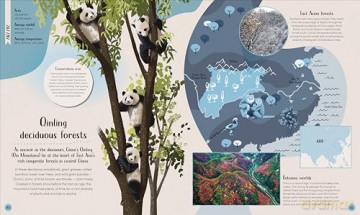 Forest: Walk Through the Fascinating World of the Wild (Earth's Incredible Habitats) - Derek Harvey [KSIĄŻKA]