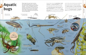 Our World in Pictures Bugs, Butterflies, Beetles and Bees [KSIĄŻKA]