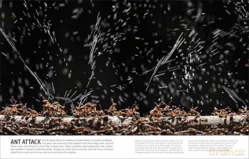 Our World in Pictures Bugs, Butterflies, Beetles and Bees [KSIĄŻKA]
