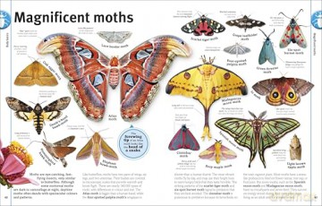 Our World in Pictures Bugs, Butterflies, Beetles and Bees [KSIĄŻKA]
