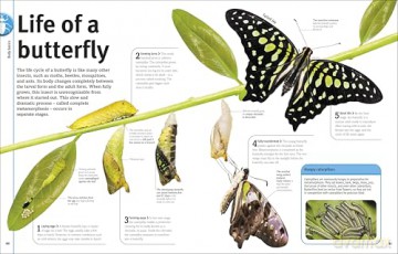 Our World in Pictures Bugs, Butterflies, Beetles and Bees [KSIĄŻKA]