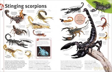 Our World in Pictures Bugs, Butterflies, Beetles and Bees [KSIĄŻKA]