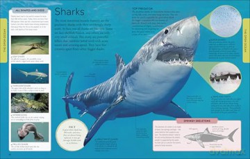 Ocean A Children's Encyclopedia: New Edition (DK Children's Visual Encyclopedia) [KSIĄŻKA]