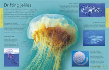 Ocean A Children's Encyclopedia: New Edition (DK Children's Visual Encyclopedia) [KSIĄŻKA]