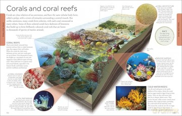 Ocean A Children's Encyclopedia: New Edition (DK Children's Visual Encyclopedia) [KSIĄŻKA]