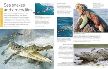 Ocean A Children's Encyclopedia: New Edition (DK Children's Visual Encyclopedia) [KSIĄŻKA]