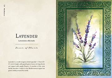 Wild Medicine: An Illustrated Guide to the Magick of Herbs - Shelby Bundy [KSIĄŻKA]