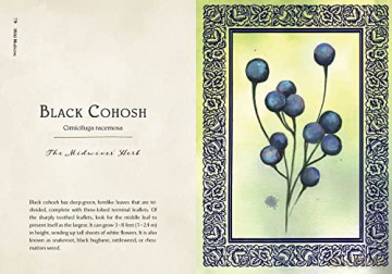 Wild Medicine: An Illustrated Guide to the Magick of Herbs - Shelby Bundy [KSIĄŻKA]