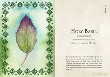 Wild Medicine: An Illustrated Guide to the Magick of Herbs - Shelby Bundy [KSIĄŻKA]