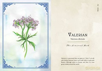 Wild Medicine: An Illustrated Guide to the Magick of Herbs - Shelby Bundy [KSIĄŻKA]