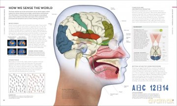The Brain Book: A Visual Guide to Structure and Function (DK Human Body Guides) - Rita Carter [KSIĄŻKA]