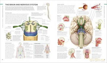 The Brain Book: A Visual Guide to Structure and Function (DK Human Body Guides) - Rita Carter [KSIĄŻKA]