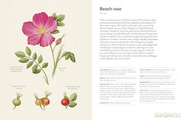 The Coastal Forager: Wild maritime food to preserve, cook, eat - Mark Williams [KSIĄŻKA]