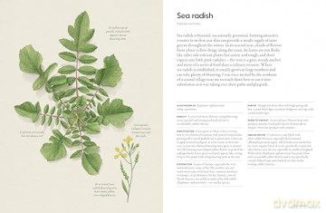 The Coastal Forager: Wild maritime food to preserve, cook, eat - Mark Williams [KSIĄŻKA]