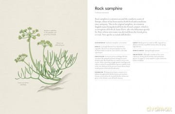 The Coastal Forager: Wild maritime food to preserve, cook, eat - Mark Williams [KSIĄŻKA]