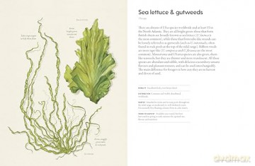 The Coastal Forager: Wild maritime food to preserve, cook, eat - Mark Williams [KSIĄŻKA]