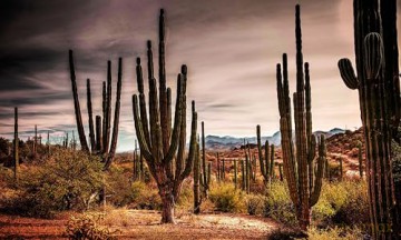 Baja California Peninsula: The Most Fascinating Peninsula in the Americas - Stefano Frontani [KSIĄŻKA]