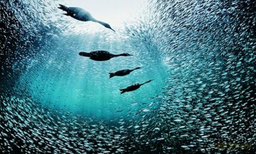 Baja California Peninsula: The Most Fascinating Peninsula in the Americas - Stefano Frontani [KSIĄŻKA]