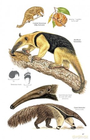 Pocket Guide to the Mammals of Costa Rica (Zona Tropical Publications) - Gianfranco Gómez Zamora [KSIĄŻKA]