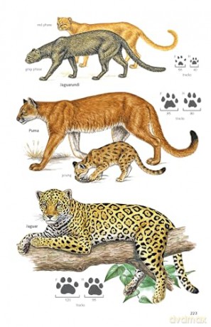 Pocket Guide to the Mammals of Costa Rica (Zona Tropical Publications) - Gianfranco Gómez Zamora [KSIĄŻKA]
