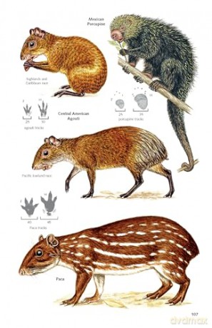 Pocket Guide to the Mammals of Costa Rica (Zona Tropical Publications) - Gianfranco Gómez Zamora [KSIĄŻKA]