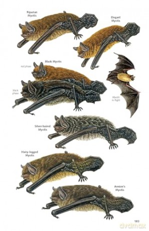 Pocket Guide to the Mammals of Costa Rica (Zona Tropical Publications) - Gianfranco Gómez Zamora [KSIĄŻKA]