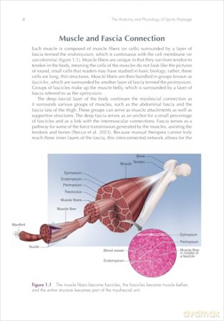 The Anatomy and Physiology of Sports Massage - Portia Resnick [KSIĄŻKA]