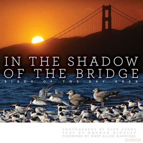 In the Shadow of the Bridge: Birds of the Bay Area - Dick Evans [KSIĄŻKA]