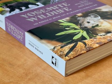 Yosemite Wildlife: The Wonder of Animal Life in California's Sierra Nevada - Beth Pratt [KSIĄŻKA]