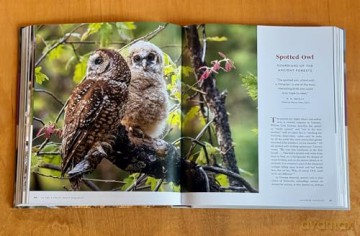 Yosemite Wildlife: The Wonder of Animal Life in California's Sierra Nevada - Beth Pratt [KSIĄŻKA]