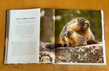 Yosemite Wildlife: The Wonder of Animal Life in California's Sierra Nevada - Beth Pratt [KSIĄŻKA]