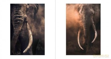 Walk the Earth: Photographs of Africa's Last Great Elephants - Federico Veronesi [KSIĄŻKA]