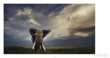 Walk the Earth: Photographs of Africa's Last Great Elephants - Federico Veronesi [KSIĄŻKA]