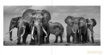 Walk the Earth: Photographs of Africa's Last Great Elephants - Federico Veronesi [KSIĄŻKA]