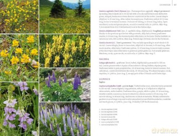 Field Guide to the Flowers of the Western Alps: France, Italy and Switzerland - Christopher Grey-Wilson [KSIĄŻKA]