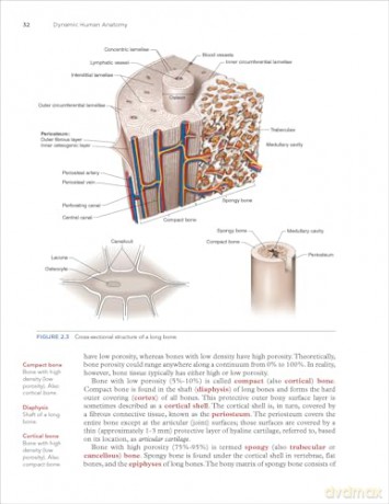 Dynamic Human Anatomy - William C. Whiting [KSIĄŻKA]
