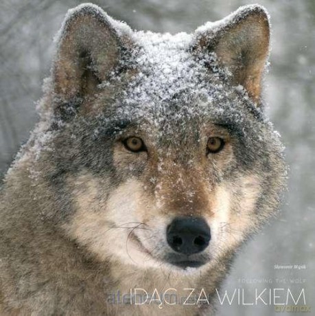 Idąc za wilkiem [KSIĄŻKA]