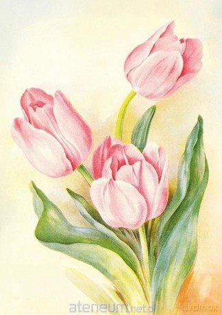 Karnet ST537 B6 + koperta Tulipany